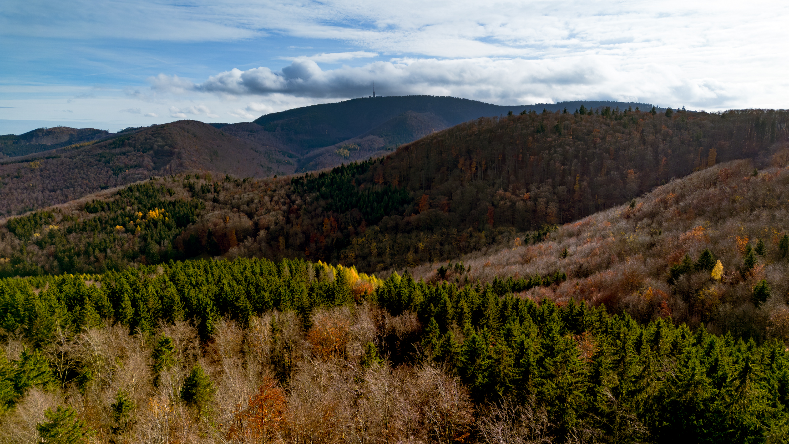 Panorame eines Waldes